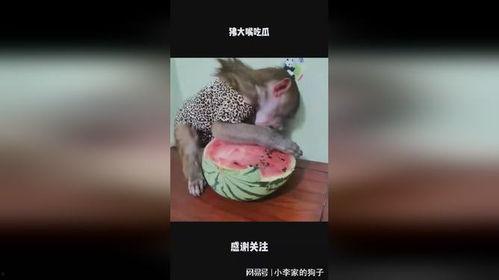 道具大嘴吃瓜,揭秘娱乐圈的甜蜜与苦涩