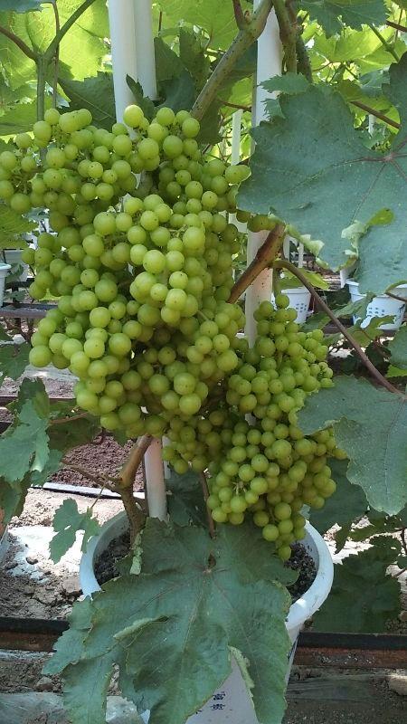 夏天就得吃瓜,畅享清凉“瓜”界盛宴