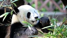 熊妹吃瓜,揭秘娱乐圈那些不为人知的幕后故事