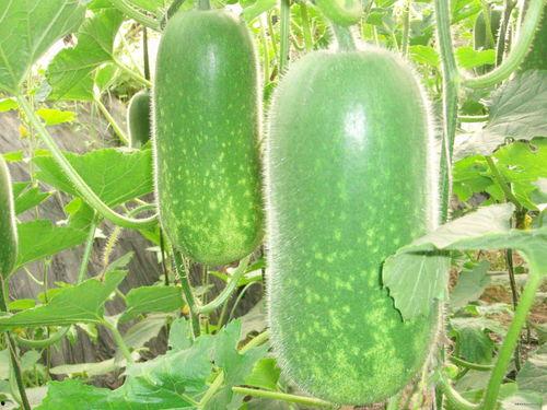 离石吃瓜关系图