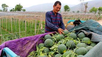 戽子瓜怎么吃,解锁美味新体验