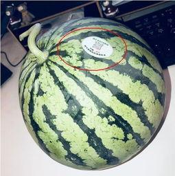 晋江网红吃瓜,揭秘娱乐圈幕后真相