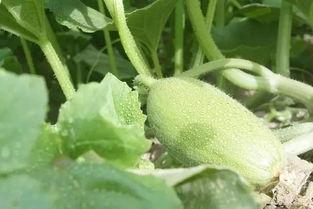 老漠吃瓜,揭秘娱乐圈那些不为人知的幕后故事