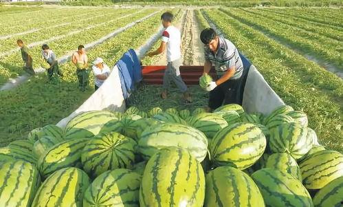 杭州吃瓜事件图片