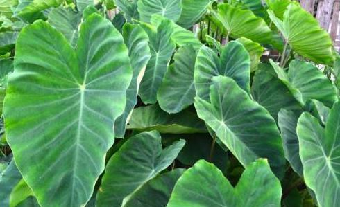 芋瓜叶子可以吃吗怎么吃,芋瓜叶子的食用方法与营养价值