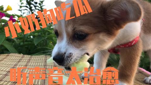 吃瓜狗视频全集,揭秘娱乐圈幕后真相